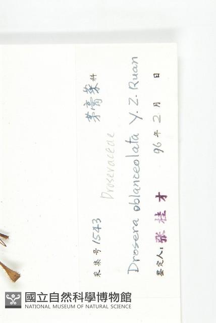 長柱茅膏菜藏品圖，第3張