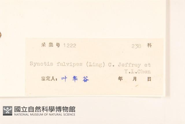 褐頭尾菊藏品圖，第3張