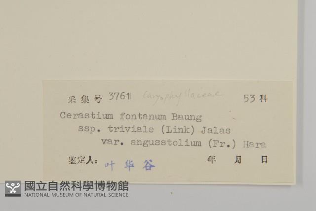 簇生卷耳藏品圖，第3張