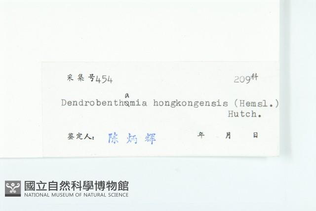 香港四照花藏品圖，第3張