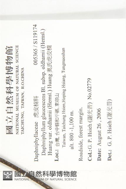 奧氏虎皮楠藏品圖，第2張