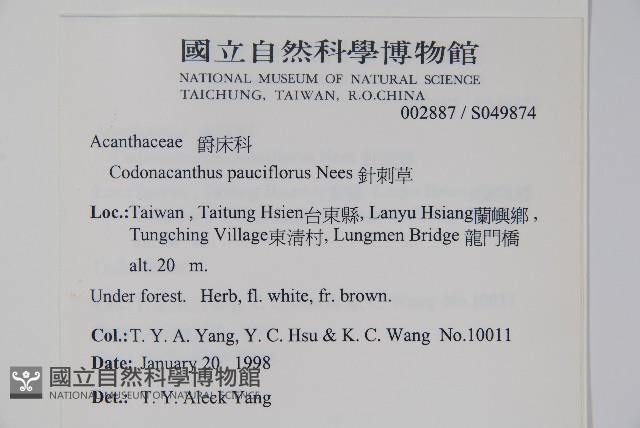 針刺草藏品圖，第2張