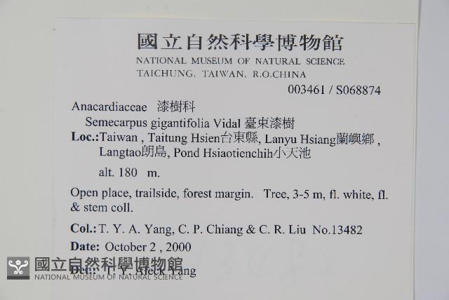 臺東漆樹藏品圖，第2張