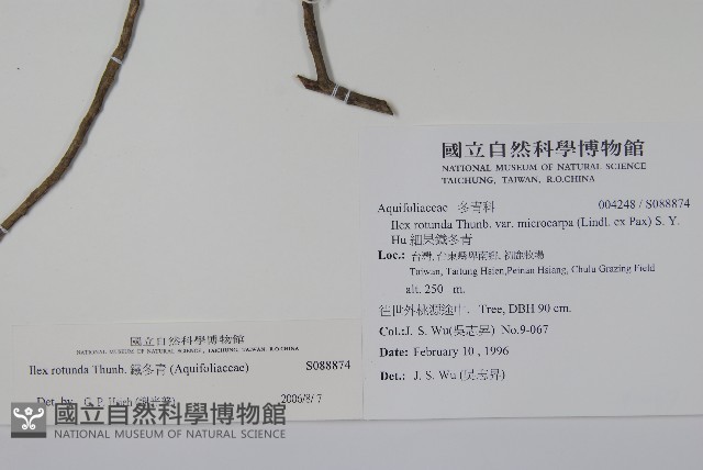 鐵冬青藏品圖，第2張