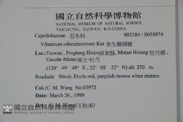 珊瑚樹藏品圖，第2張