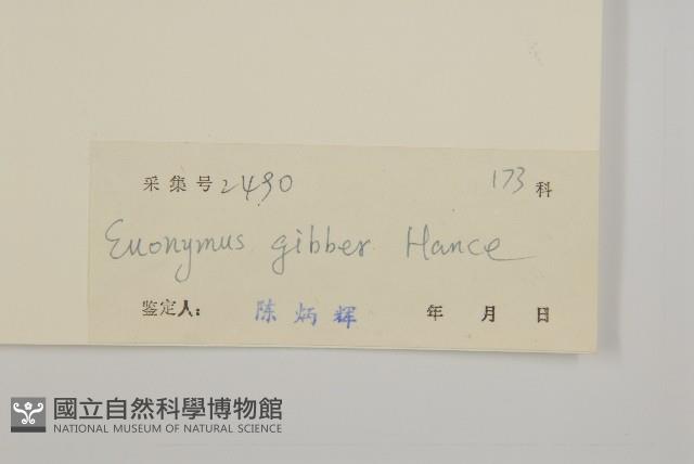 流蘇衛矛、越南衛矛藏品圖，第3張