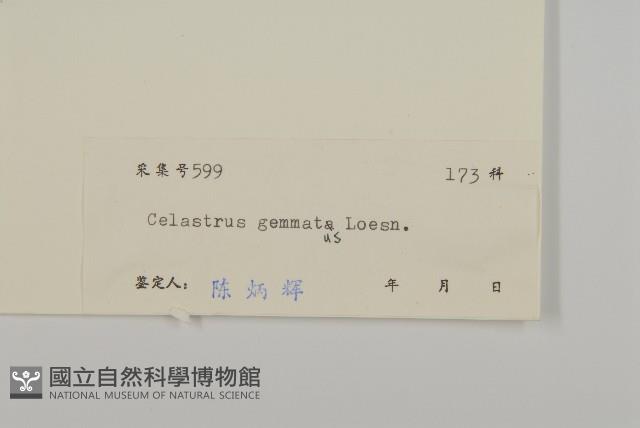 哥蘭葉藏品圖，第3張