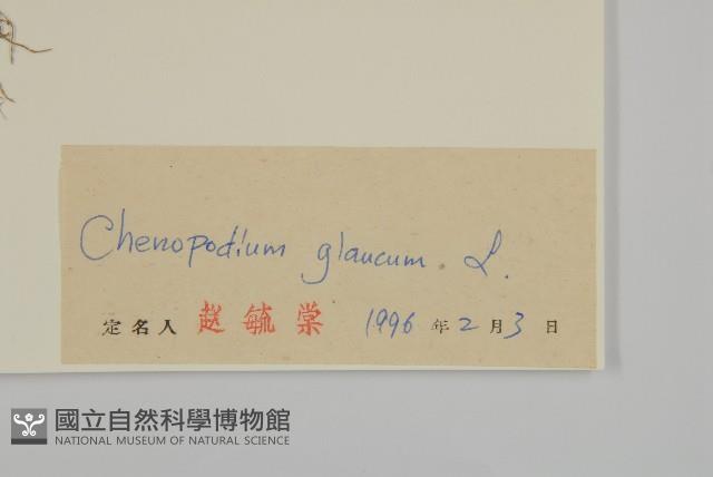 灰綠藜藏品圖，第3張