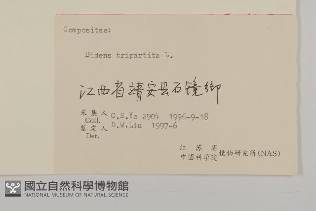 狼把草藏品圖，第3張