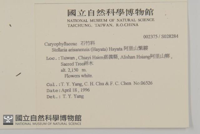 阿里山繁縷藏品圖，第2張