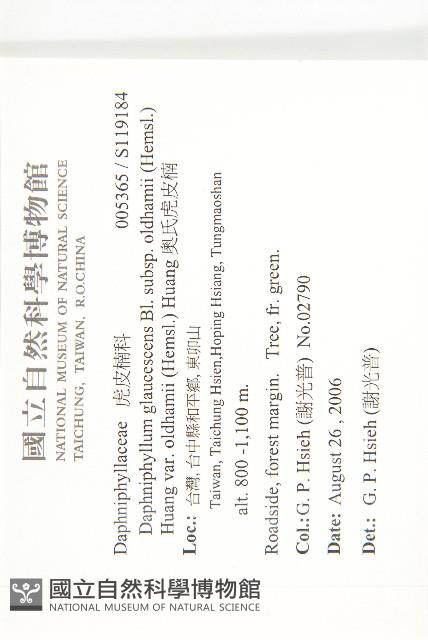 奧氏虎皮楠藏品圖，第2張