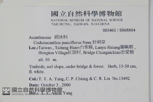 針刺草藏品圖，第2張