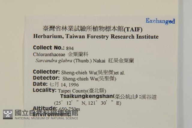 草珊瑚、紅果金粟蘭藏品圖，第2張