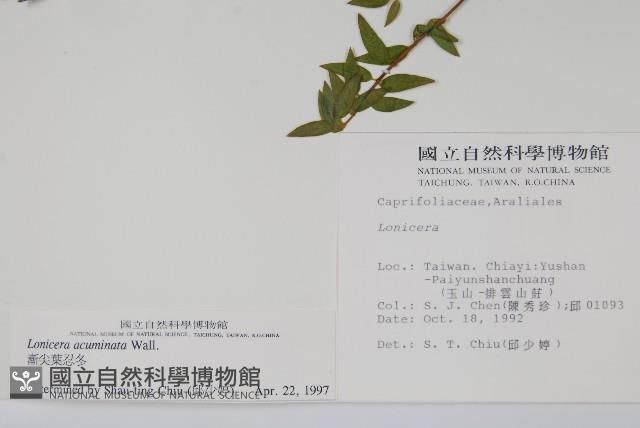 阿里山忍冬、漸尖葉忍冬藏品圖，第2張