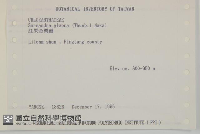 草珊瑚、紅果金粟蘭藏品圖，第2張