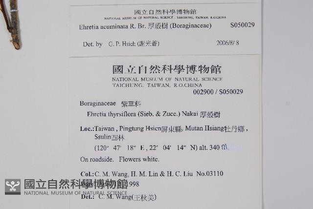 厚殼樹藏品圖，第2張