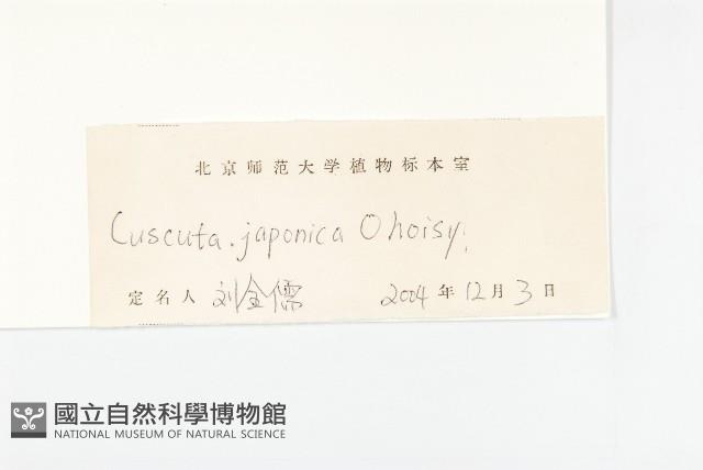 日本菟絲子藏品圖，第3張