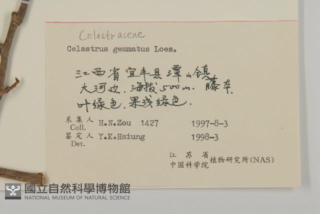 哥蘭葉藏品圖，第3張