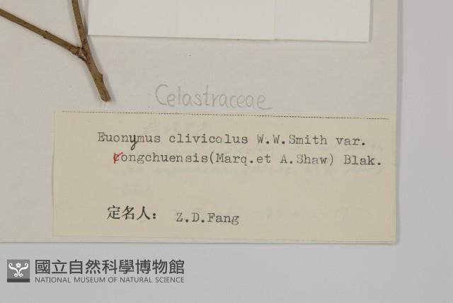 絨楚丘生衛矛藏品圖，第3張