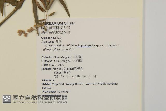 野艾蒿藏品圖，第2張