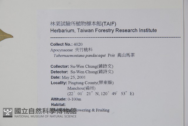 南洋馬蹄花藏品圖，第2張