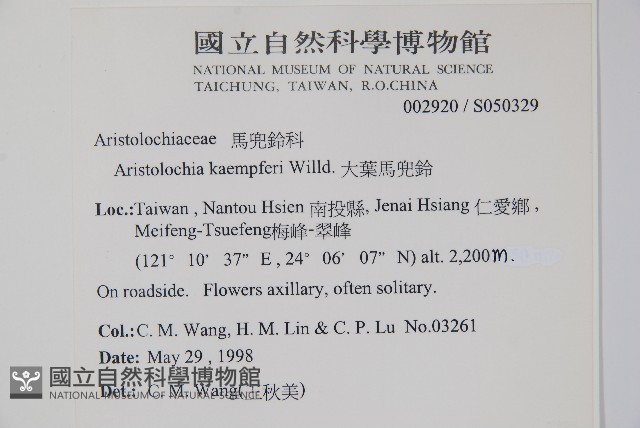 大葉馬兜鈴藏品圖，第2張