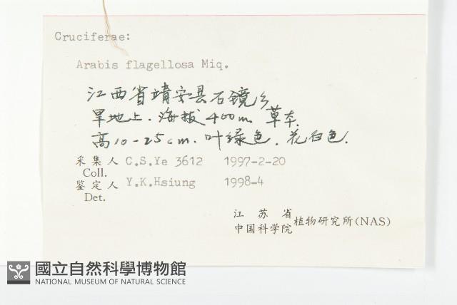 匐匍南薺藏品圖，第3張