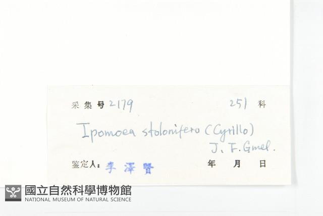 厚葉牽牛藏品圖，第3張