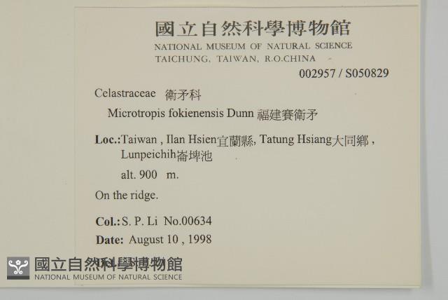 福建賽衛矛、福建假衛矛藏品圖，第2張