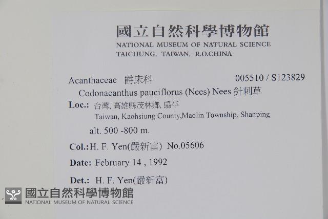 針刺草藏品圖，第2張