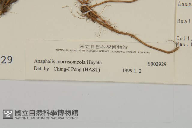 玉山抱莖籟簫藏品圖，第3張