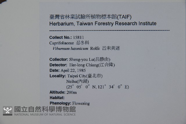呂宋莢迷藏品圖，第2張