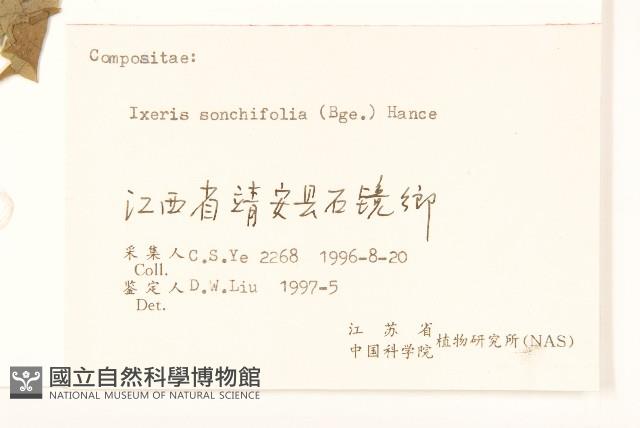 抱莖苦菜藏品圖，第3張