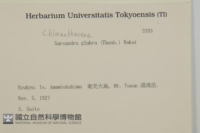 草珊瑚、紅果金粟蘭藏品圖，第2張