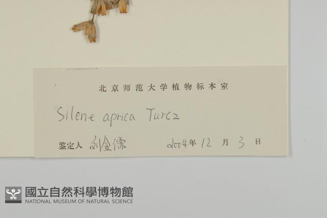 女婁菜藏品圖，第3張