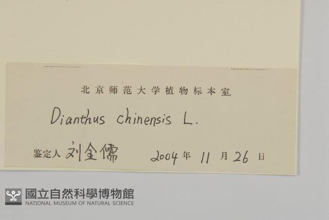 石竹、洛陽花、剪絨花藏品圖，第3張