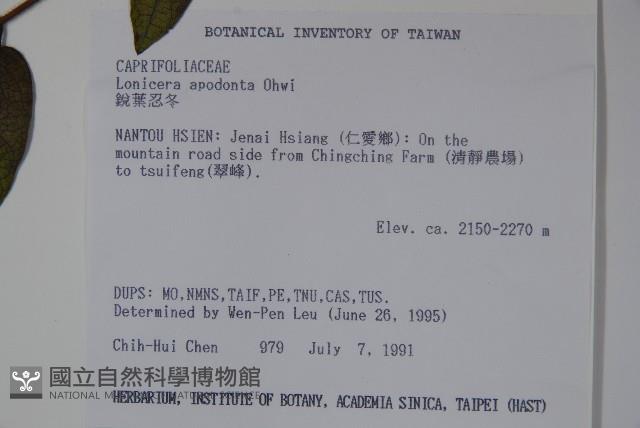 無梗忍冬藏品圖，第2張