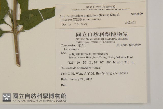 假澤蘭藏品圖，第2張