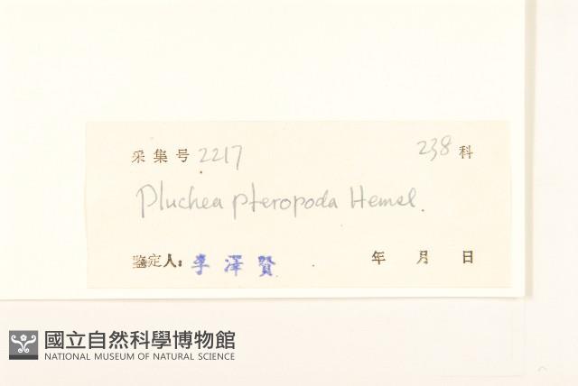 光梗闊苞菊藏品圖，第3張