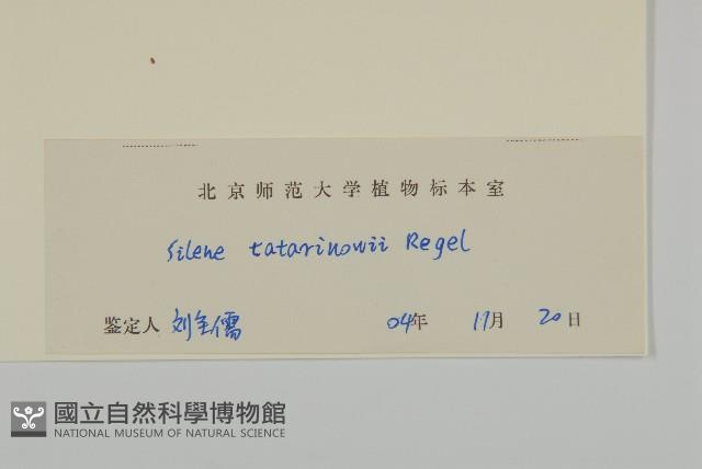 石生蠅子草、山女婁菜藏品圖，第3張