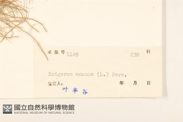 白頂飛蓬藏品圖，第3張