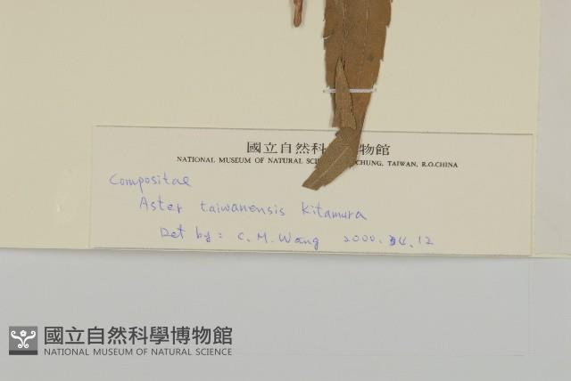 玉山木薑子藏品圖，第3張