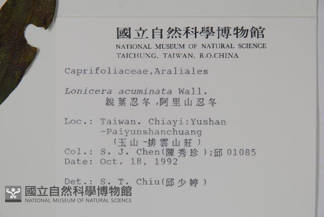 阿里山忍冬、漸尖葉忍冬藏品圖，第2張