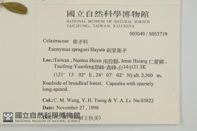 刺果衛矛藏品圖，第2張