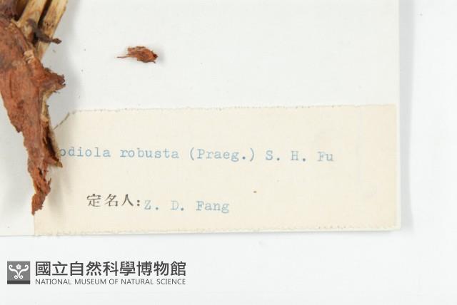 壯健紅景天藏品圖，第3張