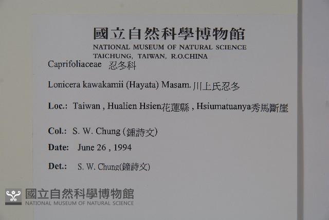 川上氏忍冬藏品圖，第2張