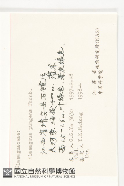 胡頹子藏品圖，第3張