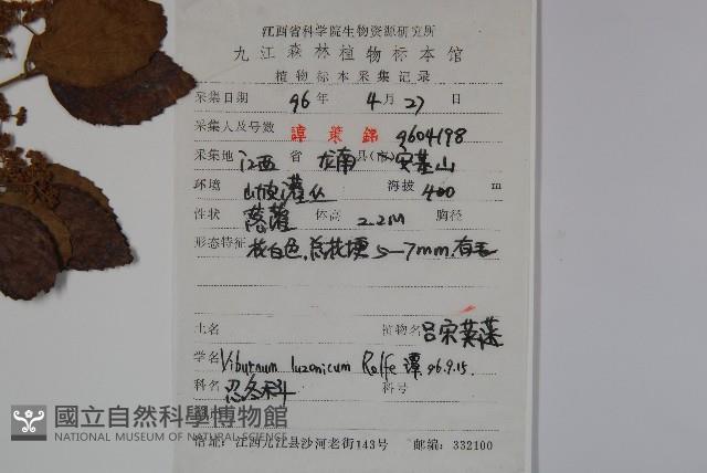 Luzon Viburnum Collection Image, Figure 2, Total 2 Figures