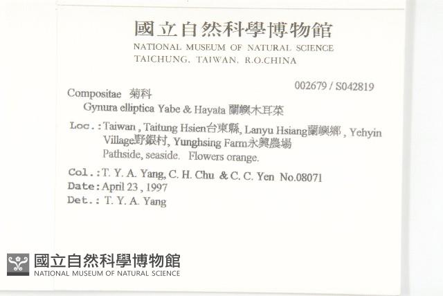 蘭嶼木耳菜藏品圖，第2張