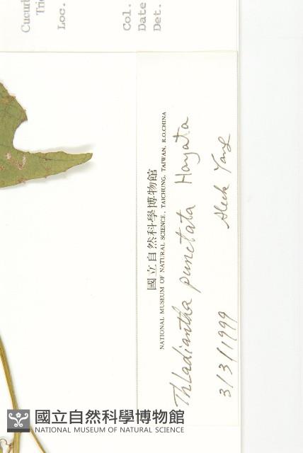 斑花青牛膽藏品圖，第2張